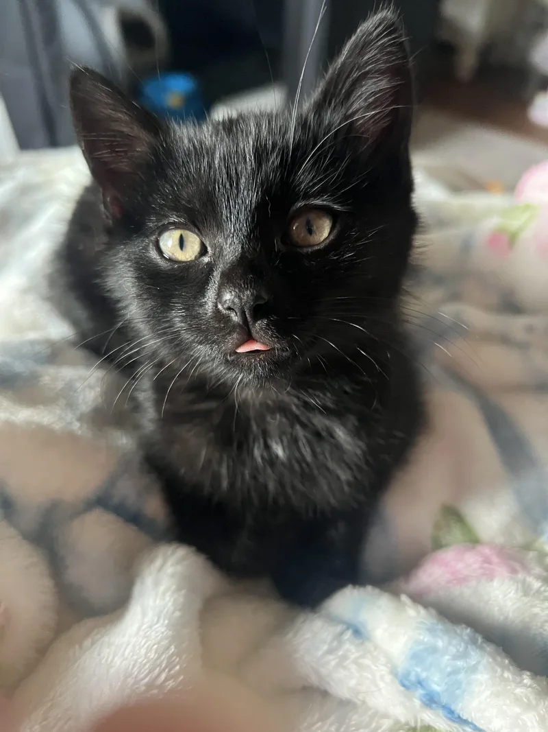 A baby medium-sized female Black Domestic Short Hair cat named Marigold for adoption in San Juan Capistrano, CA