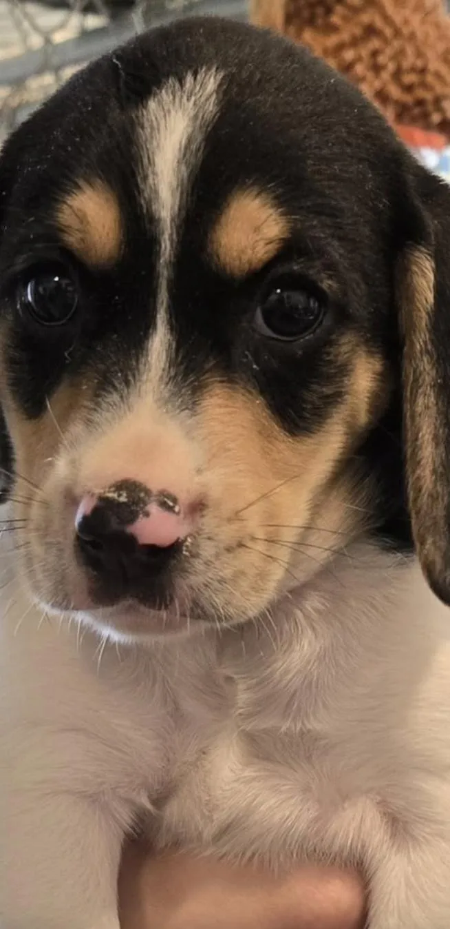 Beagle mix puppies