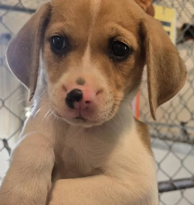 Beagle mix puppies thumbnail 2