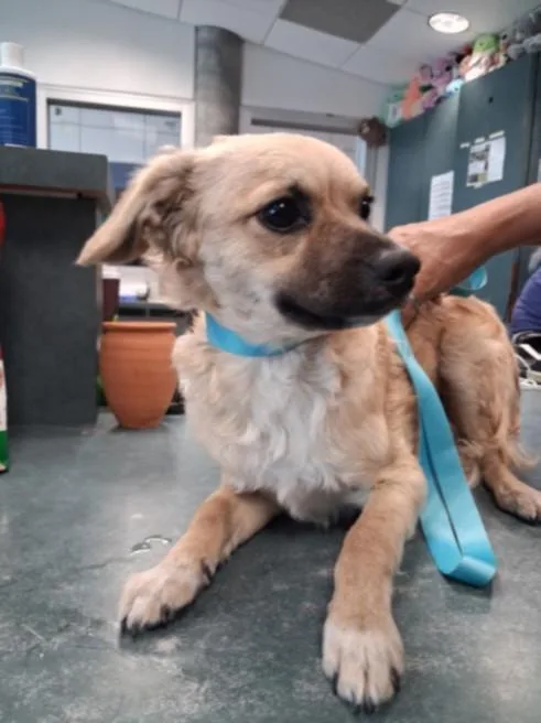 A young small-sized male Tibetan Spaniel dog named Neto for adoption in Chatsworth, CA