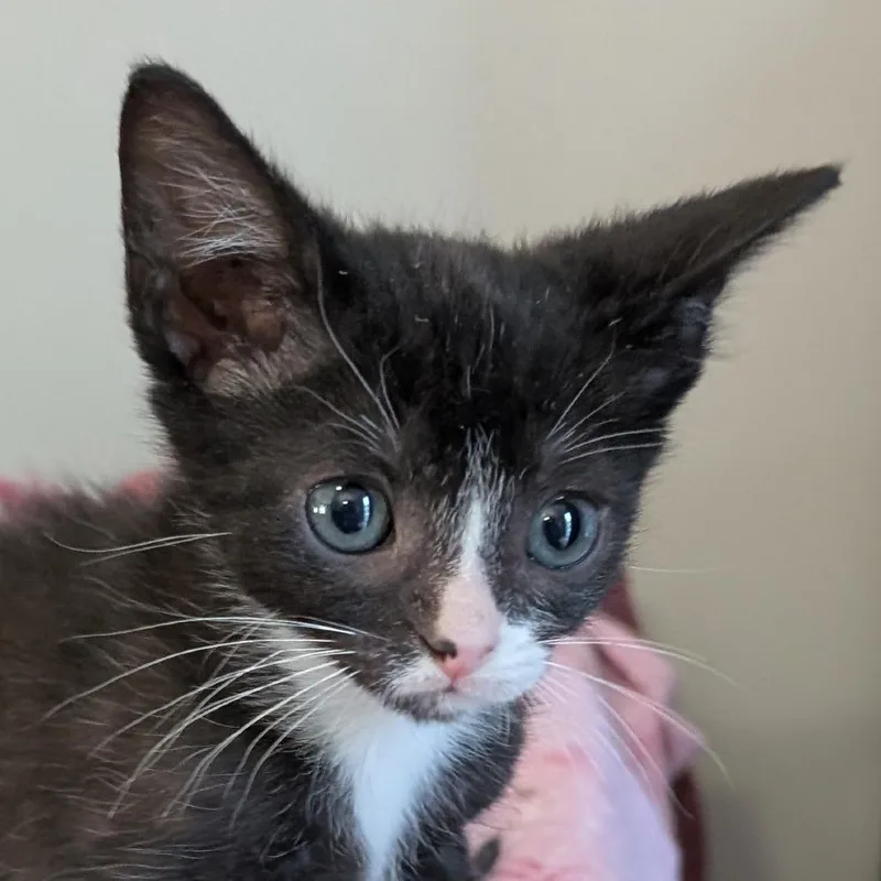 A baby small-sized male Black Domestic Short Hair cat named Dipstick for adoption in Ottawa, KS