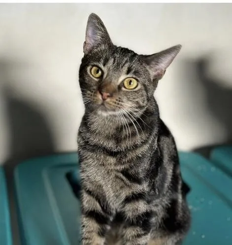 A young medium-sized male Tabby (Orange / Red) Domestic Short Hair cat named Fendi & Gucci BONDED for adoption in Boca Raton, FL