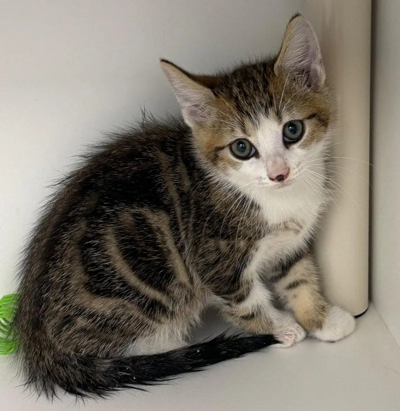 A baby small-sized male Domestic Short Hair cat named Astro for adoption in Tarboro, NC