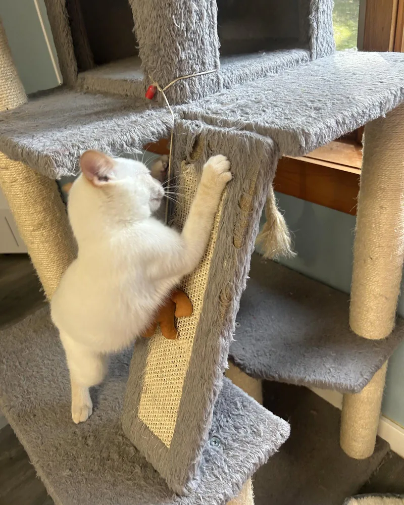 A baby small-sized male Siamese cat named Rhodes for adoption in Forest Lake, MN