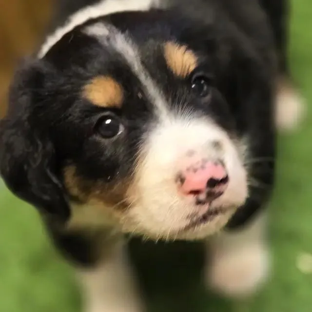 A baby medium-sized male Black Australian Shepherd dog named Felix for adoption in Newfoundland, NJ
