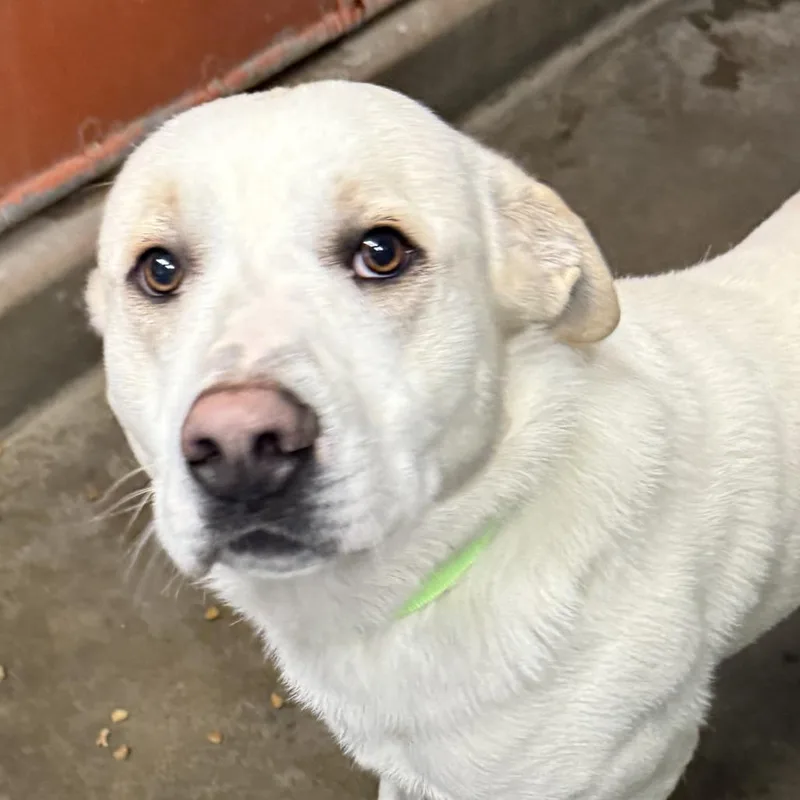 An adult large-sized male White / Cream Husky dog named Polar for adoption in Carlin, NV