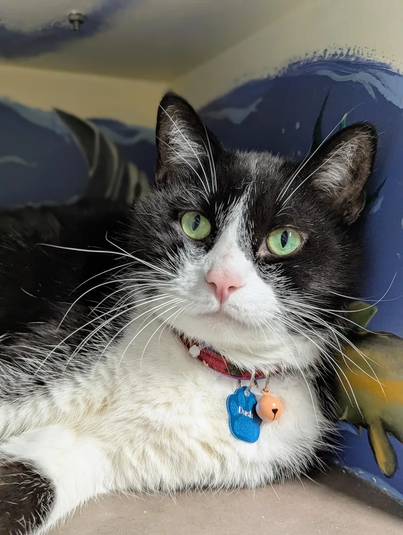 An adult large-sized male Black & White / Tuxedo Domestic Short Hair cat named Dash for adoption in Grand Rapids, MI