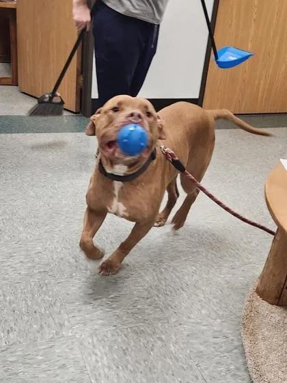 An adult large-sized male Mixed Breed dog named Tank for adoption in Shawano, WI