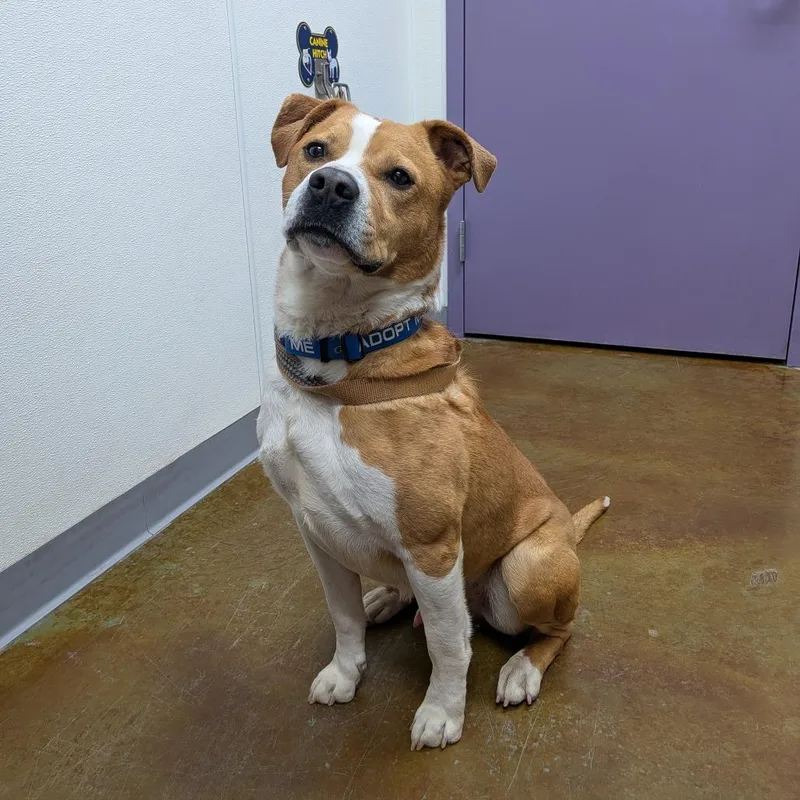 An adult medium-sized male Yellow / Tan / Blond / Fawn Pit Bull Terrier dog named Salsa for adoption in Albuquerque, NM