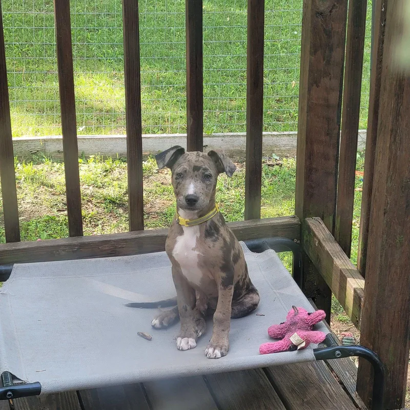 Archie