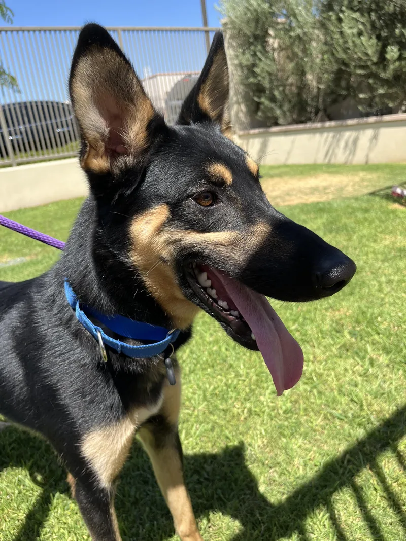 A young large-sized male Tricolor (Brown, Black, & White) Shepherd dog named Kenai for adoption in Frazier Park, CA