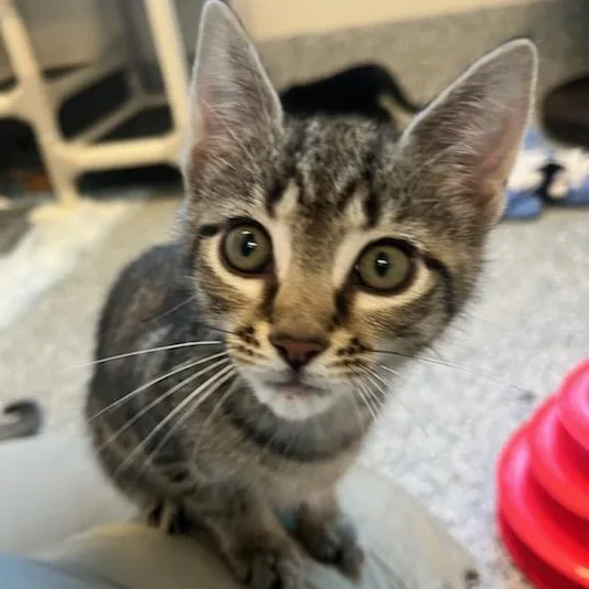A baby small-sized female Domestic Short Hair cat named Penny for adoption in Manassas, VA