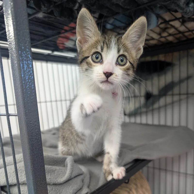A baby small-sized male Black Domestic Short Hair cat named Railroad for adoption in Watertown, NY