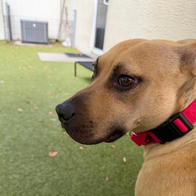 An adult medium-sized female Yellow / Tan / Blond / Fawn Mixed Breed dog named Barista for adoption in Titusville, FL