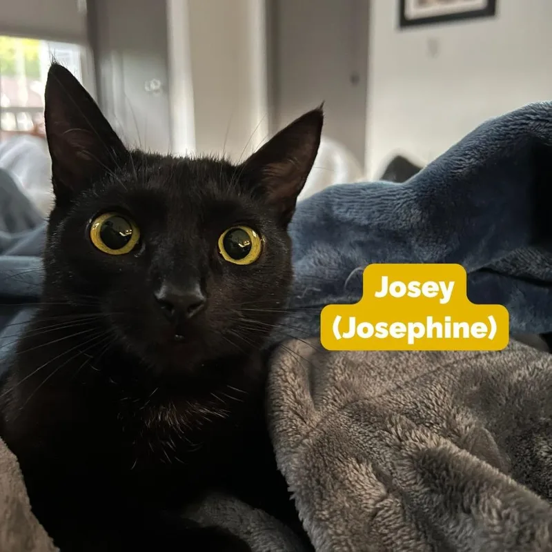 A young medium-sized female Black Domestic Short Hair cat named Josey for adoption in Nashville, TN