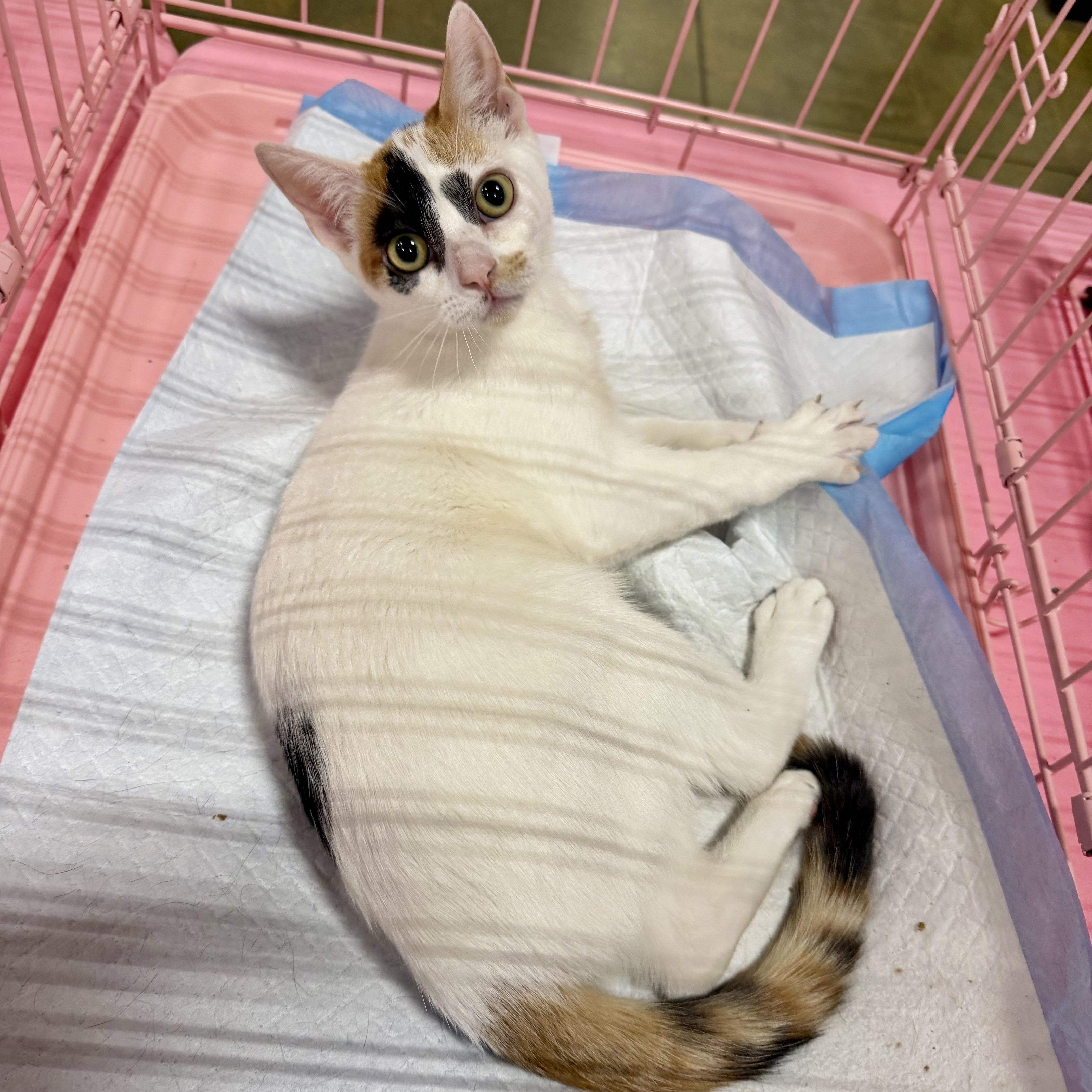 A baby medium-sized female Calico cat named SD Baby Girl for adoption in Glendora, CA