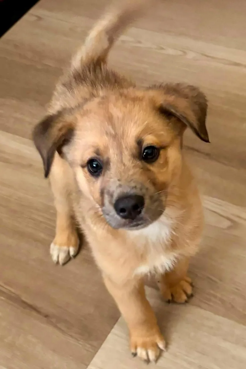 A baby medium-sized male Brown / Chocolate Aussiedoodle dog named Kai for adoption in Orland Park, IL