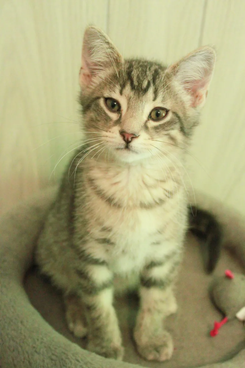 A baby medium-sized male Tabby (Gray / Blue / Silver) Domestic Short Hair cat named Fava for adoption in Ona, WV