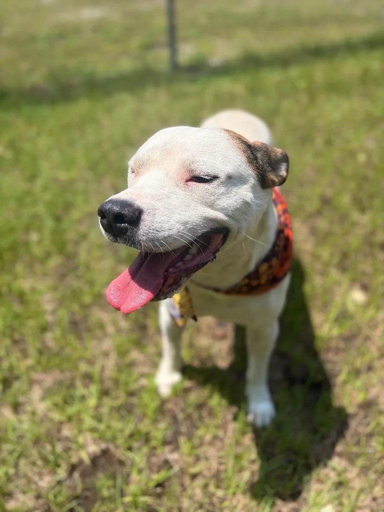 An adult large-sized male White / Cream Mixed Breed dog named Spot for adoption in Winnsboro, SC