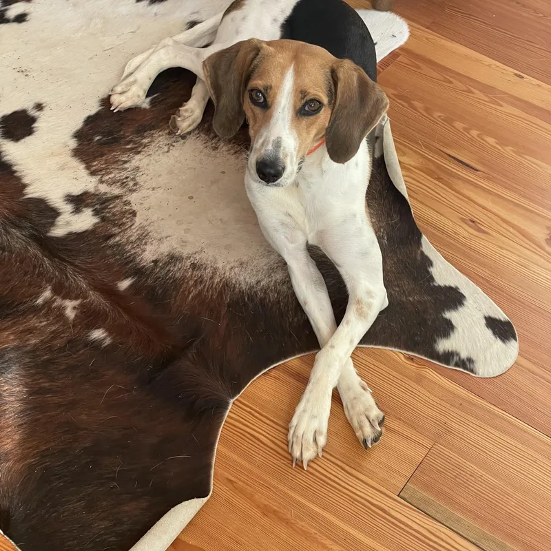 An adult medium-sized female Tricolor (Brown, Black, & White) American Foxhound dog named Opal for adoption in Blanch, NC