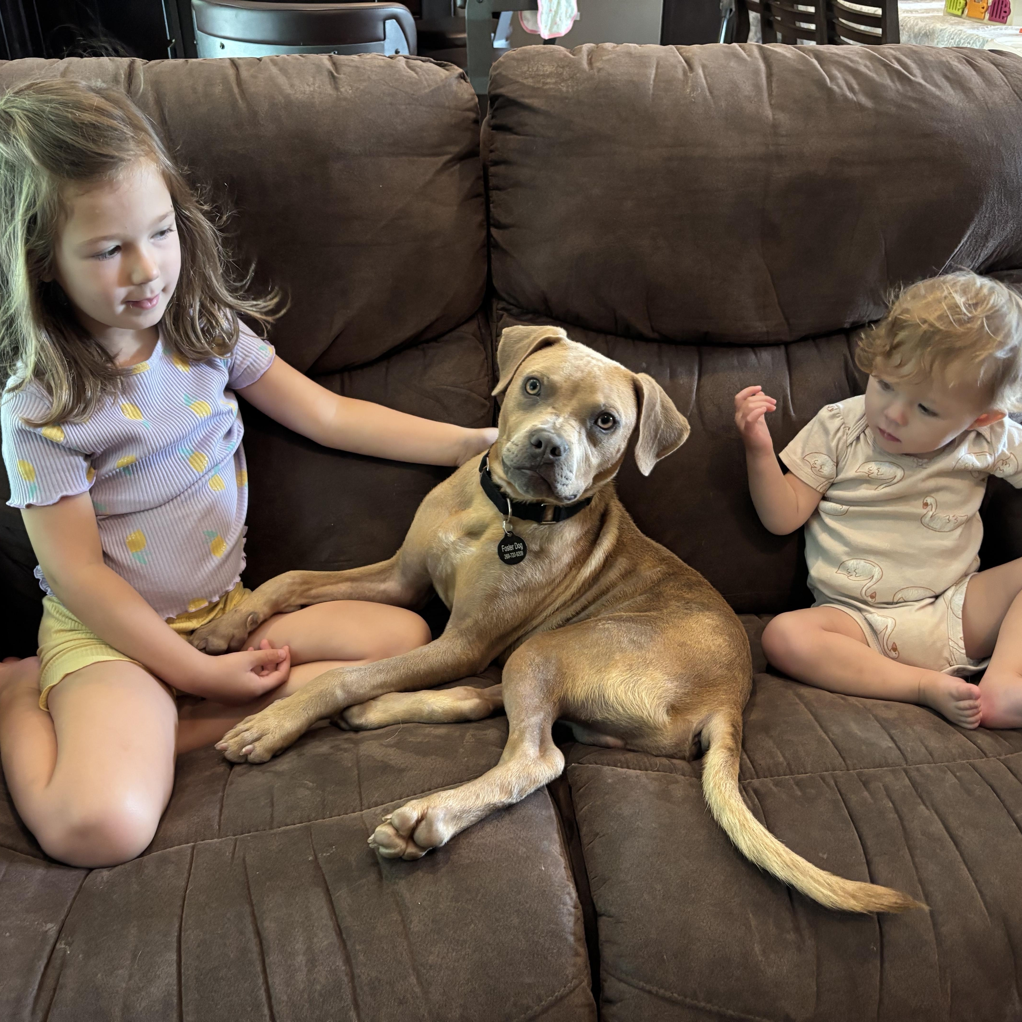 A baby medium-sized male Golden Bulldog dog named Cody for adoption in Tunica, MS