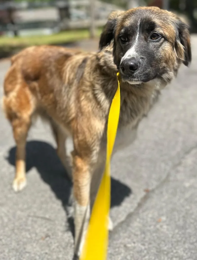 A young medium-sized female Border Collie dog named Millie for adoption in Rome, GA
