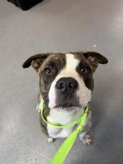 An adult large-sized male Mixed Breed dog named Sailor for adoption in West Chester, PA