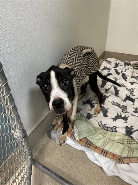 A young small-sized male Pit Bull Terrier dog named Damian for adoption in Newton, NC