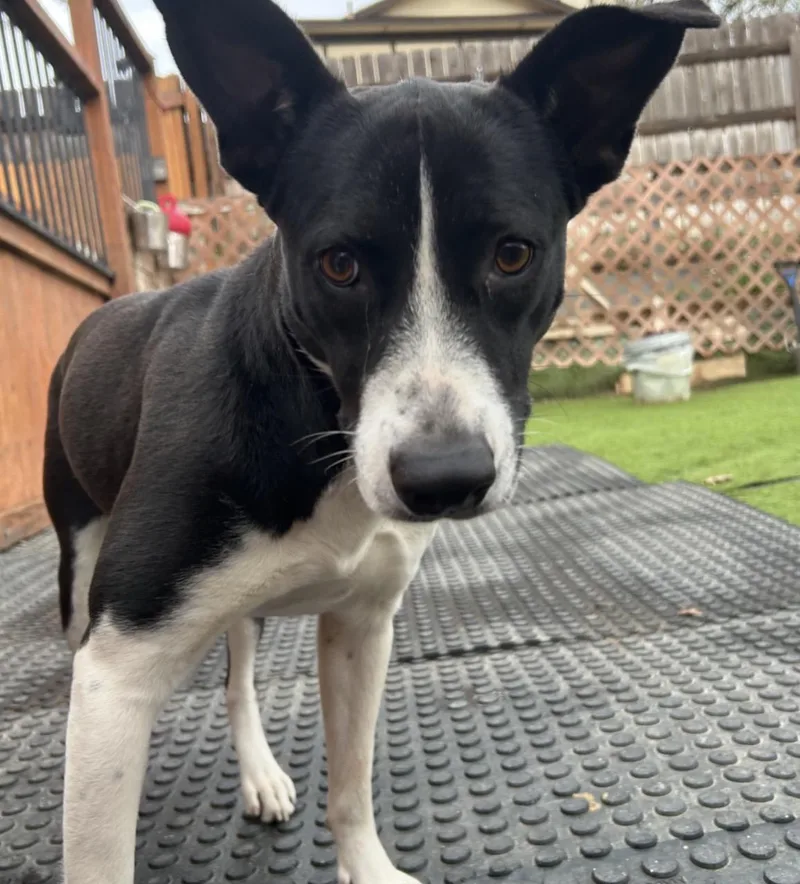 A young medium-sized female Black Collie dog named Xena for adoption in Huntington, NY