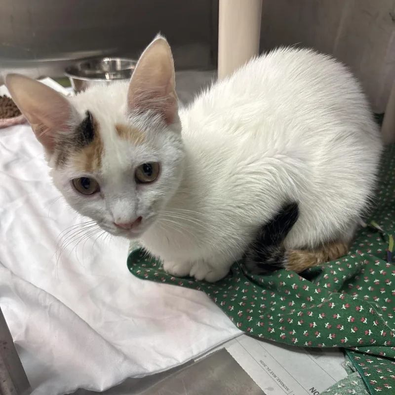 A young medium-sized female White Domestic Short Hair cat named Baby for adoption in Philadelphia, PA