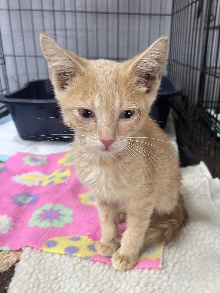 A baby small-sized male Domestic Short Hair cat named Pumpkin for adoption in Kell, IL