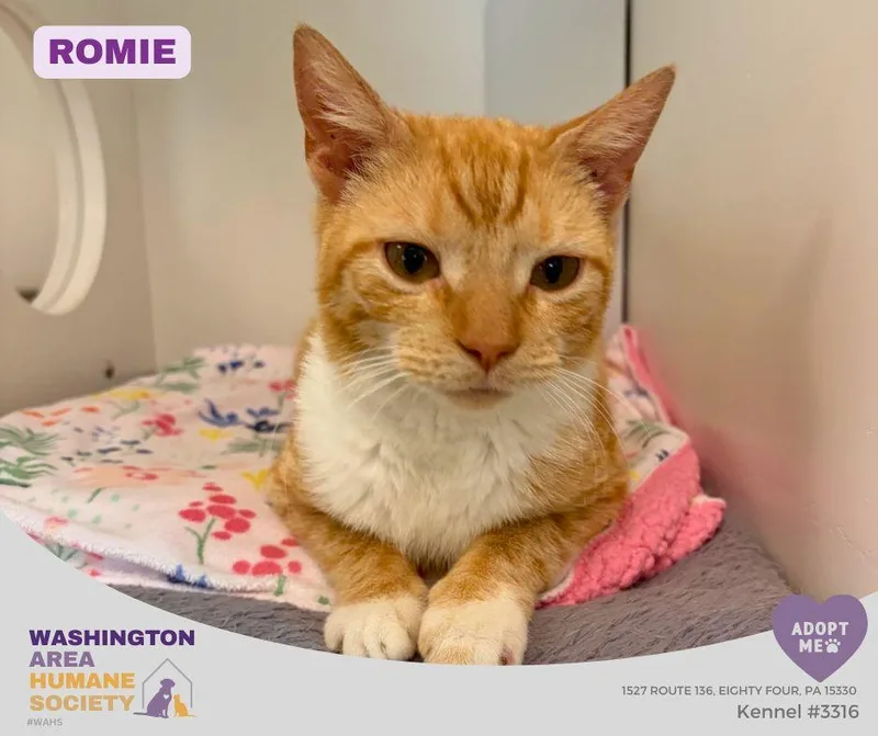 A young small-sized female Orange & White Domestic Short Hair cat named Romie for adoption in Eighty Four, PA