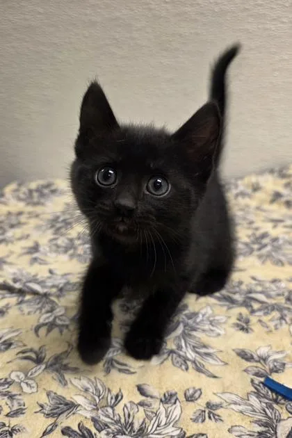 A young small-sized female Domestic Short Hair cat named Janice Ian for adoption in Phoenix, AZ