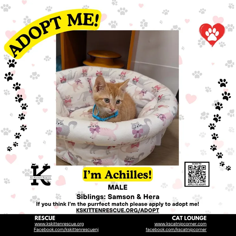 A baby medium-sized male Orange & White Domestic Short Hair cat named Achilles for adoption in Brick, NJ