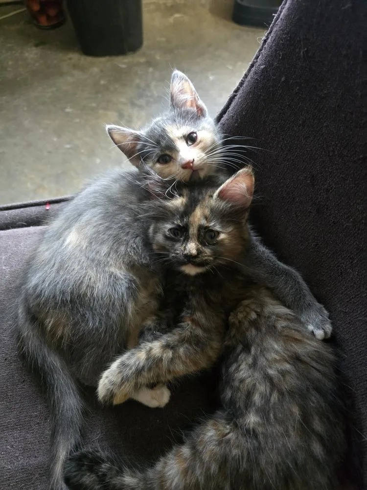 A baby small-sized female Calico cat named Cymbalta for adoption in Dallas, TX