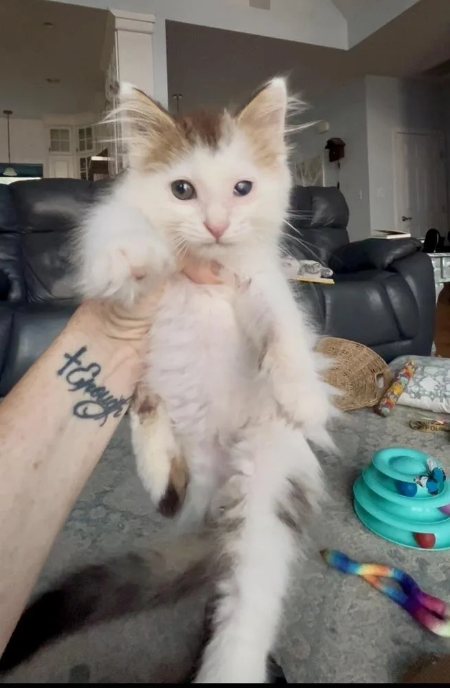 A baby small-sized male Black & White / Tuxedo Domestic Medium Hair cat named Hairy Styles for adoption in Emerald Isle, NC