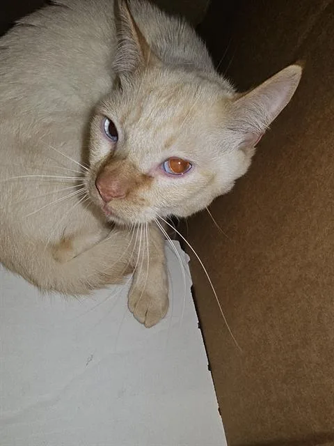 A young medium-sized male Domestic Short Hair cat named Jack for adoption in Dallas, TX