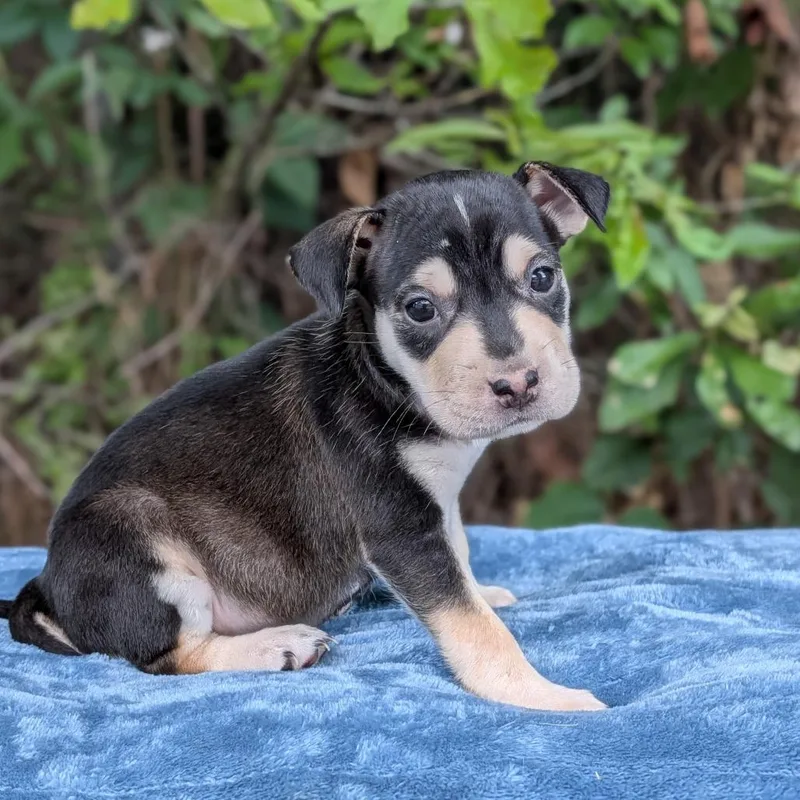 A baby small-sized female Black Chihuahua dog named Dakota for adoption in Tyrone, GA