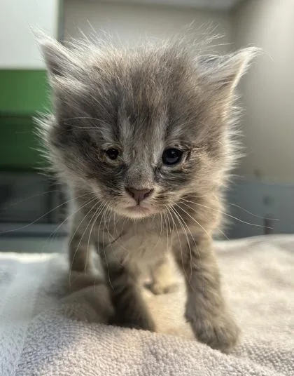 A young medium-sized male Domestic Short Hair cat named Dragon Breath for adoption in Kansas City, MO