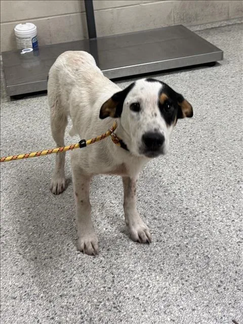 A young medium-sized male Fox Terrier dog named Dirt for adoption in Conroe, TX