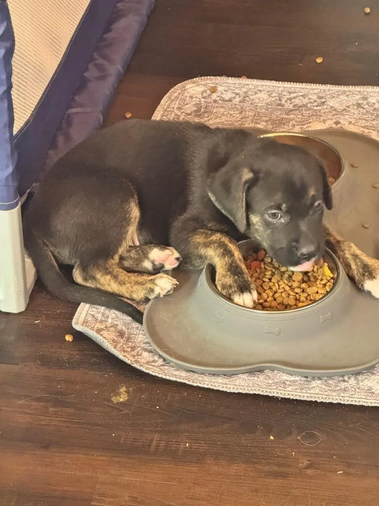A baby small-sized male Mixed Breed dog named John for adoption in Mesa, AZ