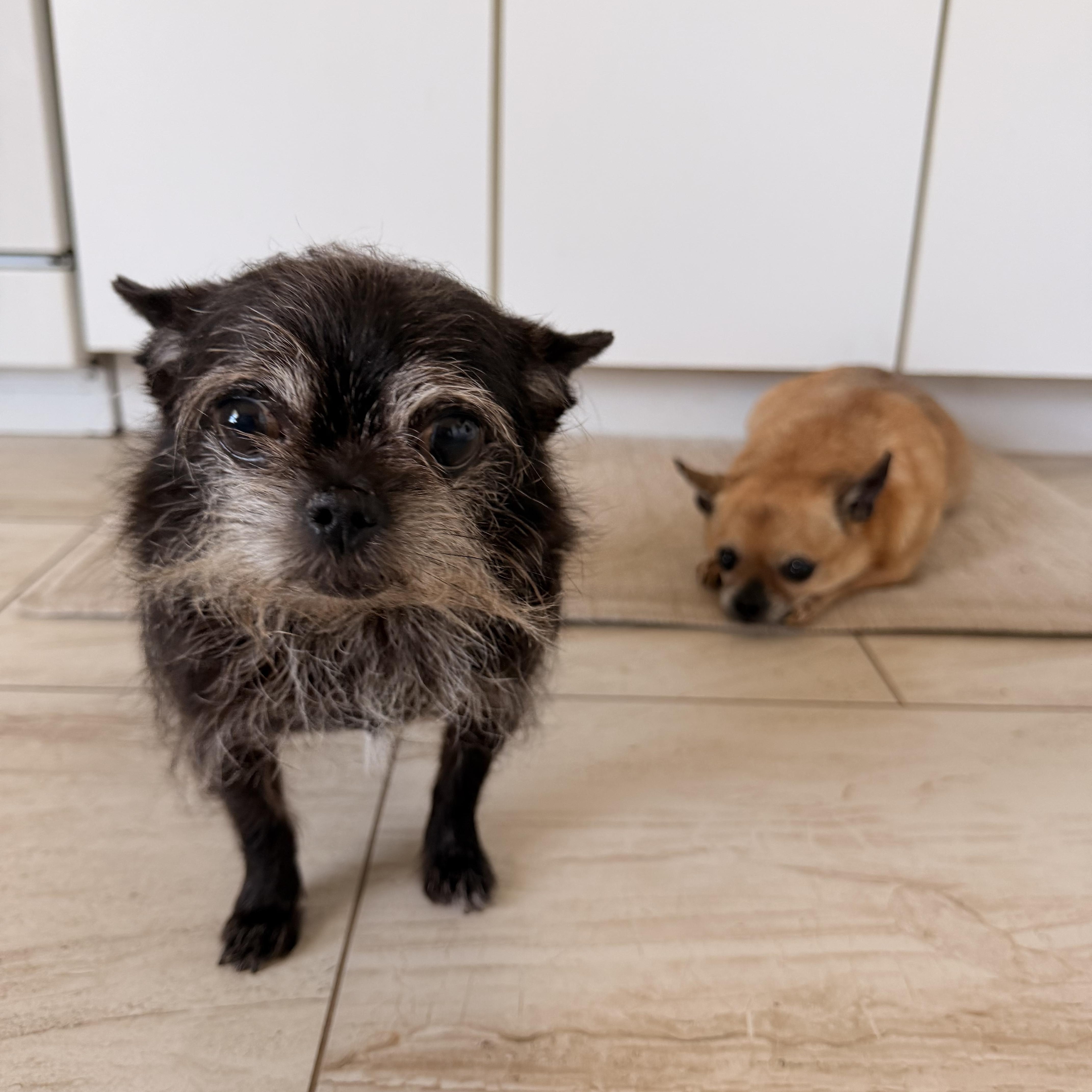 Princess And Bella thumbnail 2