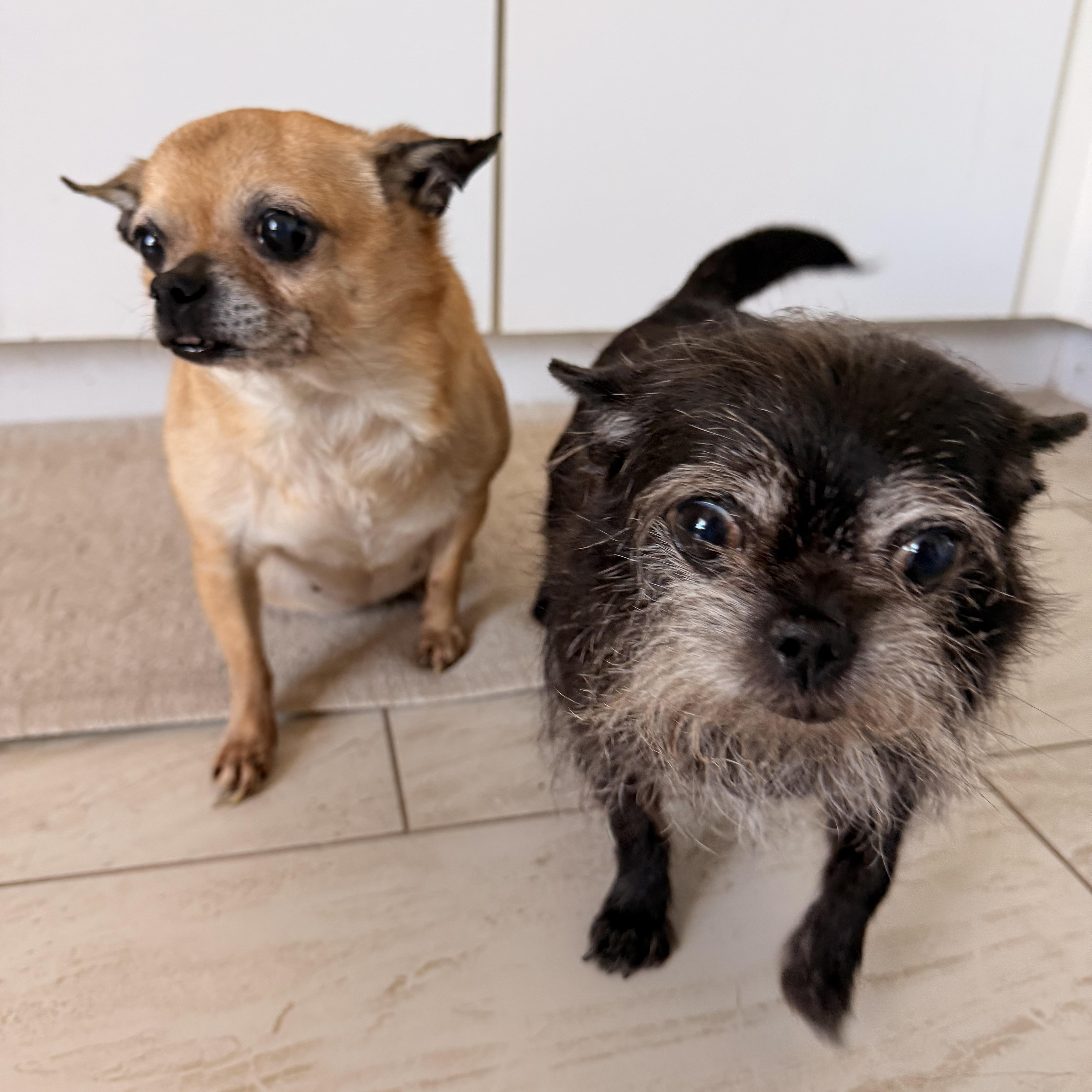 A senior small-sized female Chihuahua dog named Princess And Bella for adoption in Tampa, FL