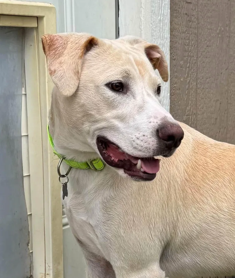 An adult medium-sized male Labrador Retriever dog named Jellybean for adoption in Southlake, TX