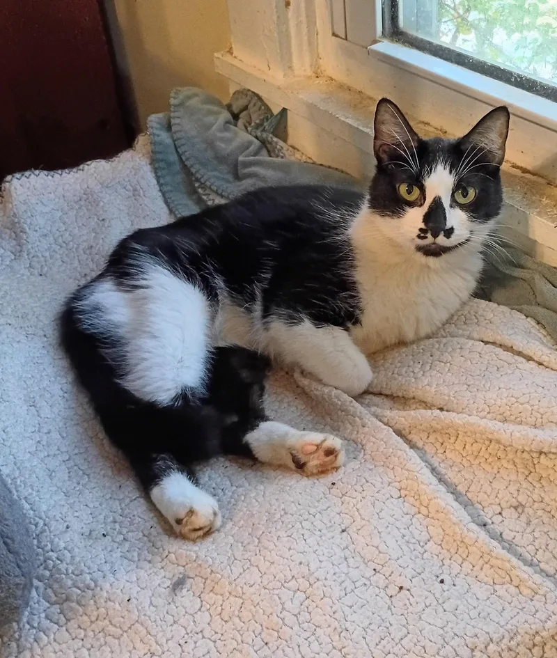 An adult small-sized female Domestic Short Hair cat named Mia gentle & for adoption in Hendersonville, TN