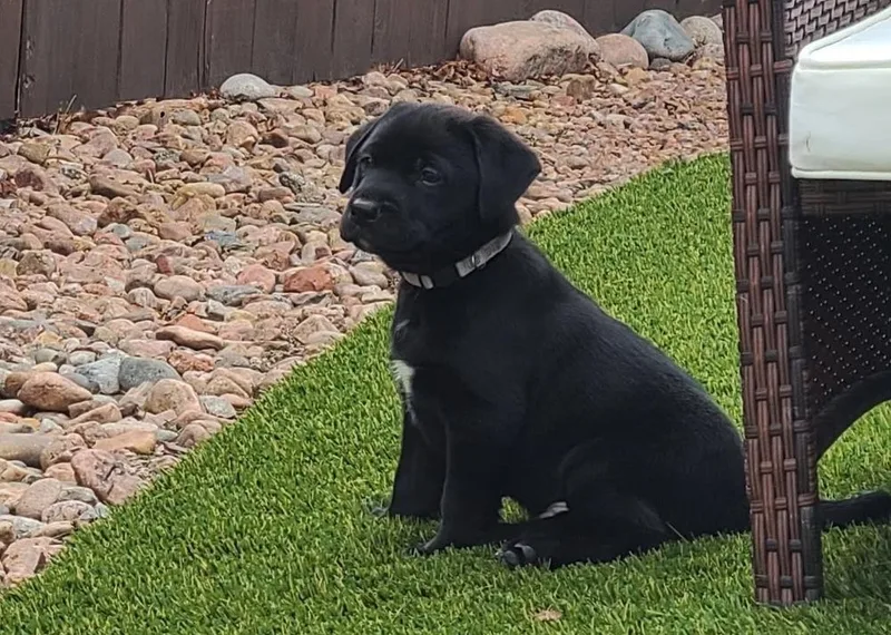 Axel