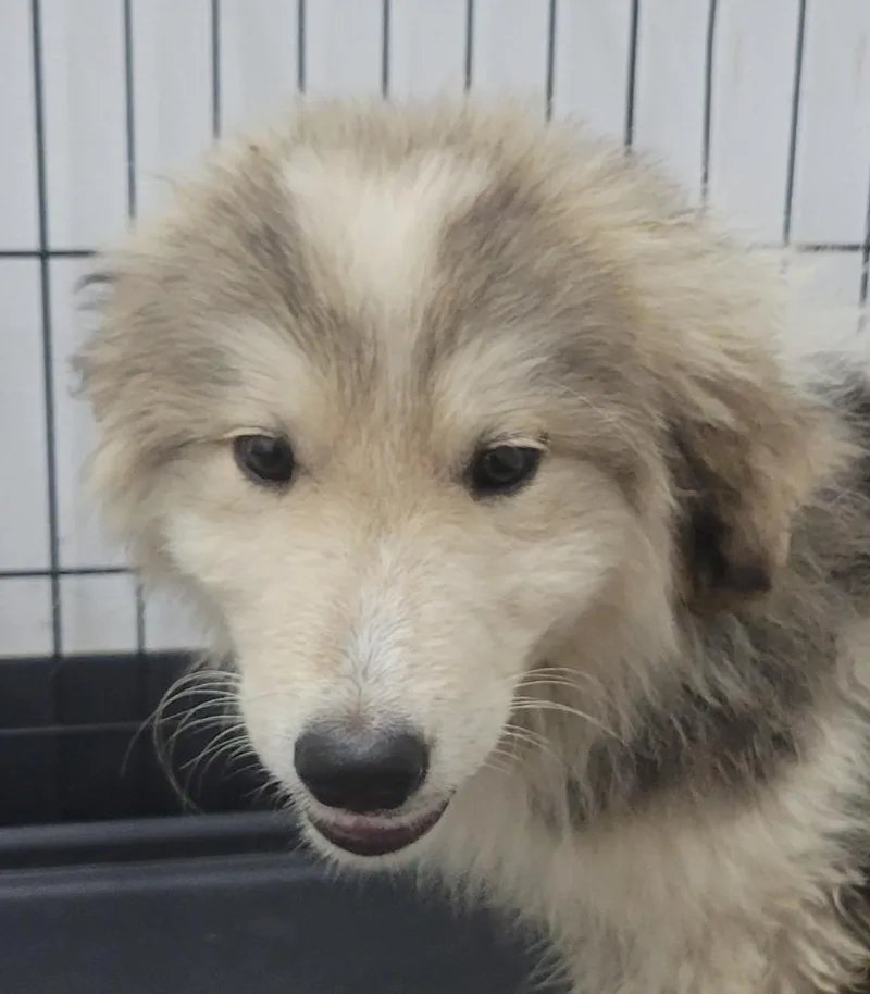 A baby medium-sized male Anatolian Shepherd dog named Razz for adoption in Seven Points, TX
