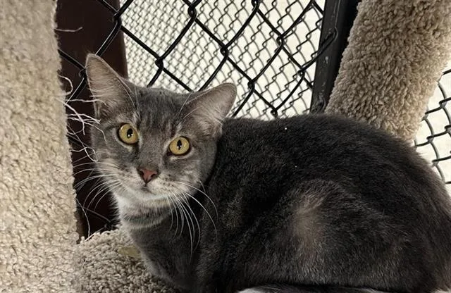 A young medium-sized female Domestic Short Hair cat named Tabatha for adoption in San Antonio, TX