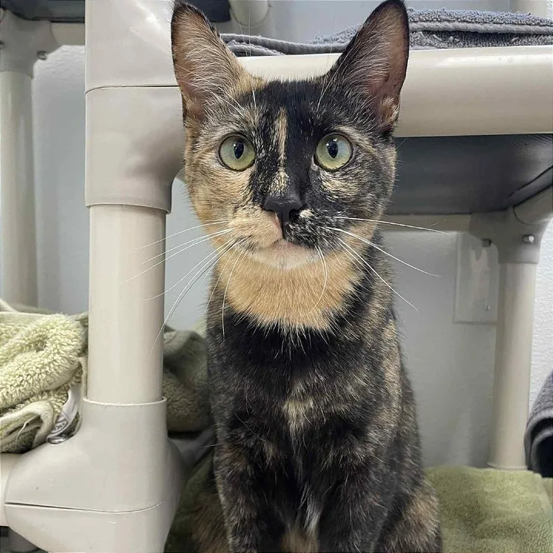 An adult medium-sized female Black Domestic Short Hair cat named Roslyn for adoption in St. Helena, CA