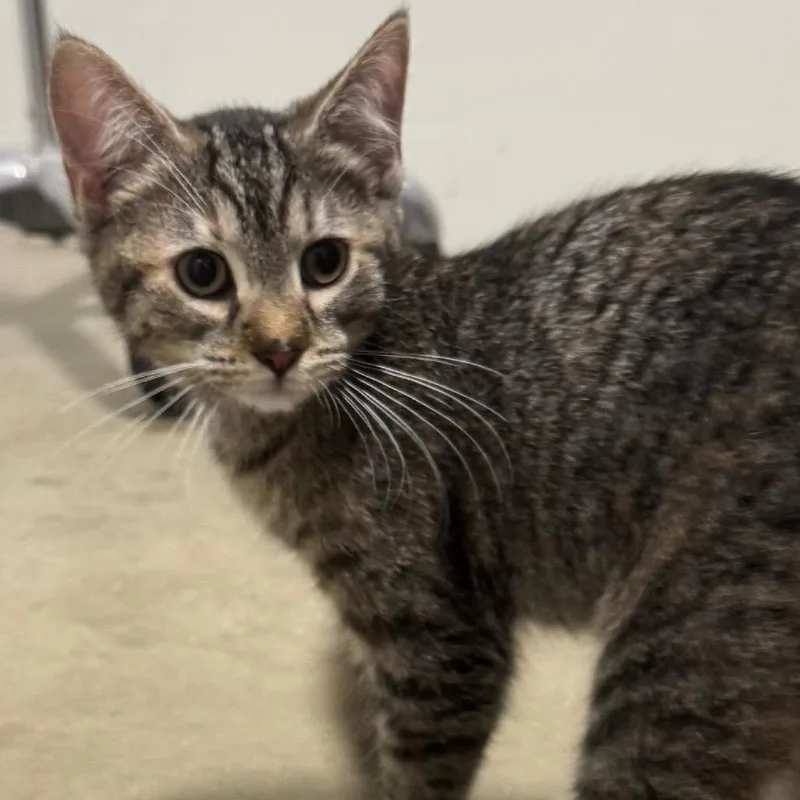 A baby small-sized female Torbie Domestic Short Hair cat named Jimberly for adoption in York, PA